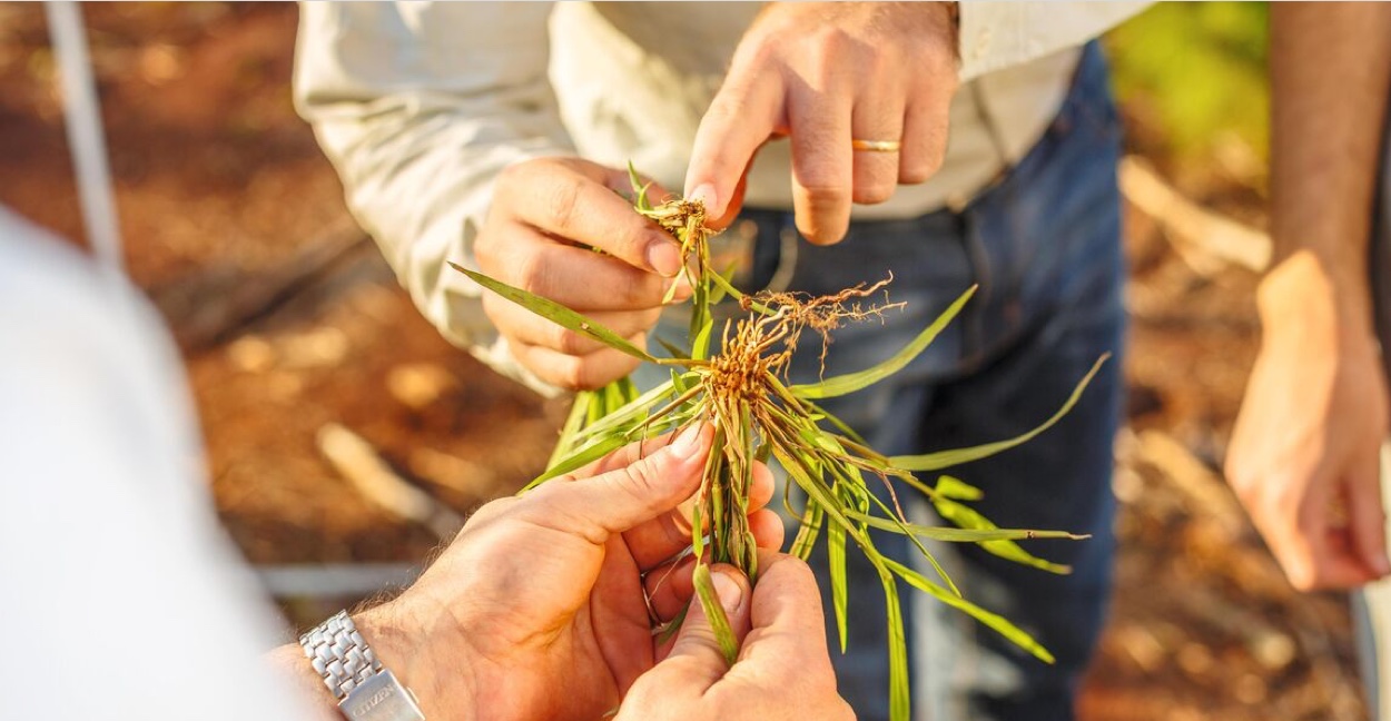 hands pointing to roots of plant