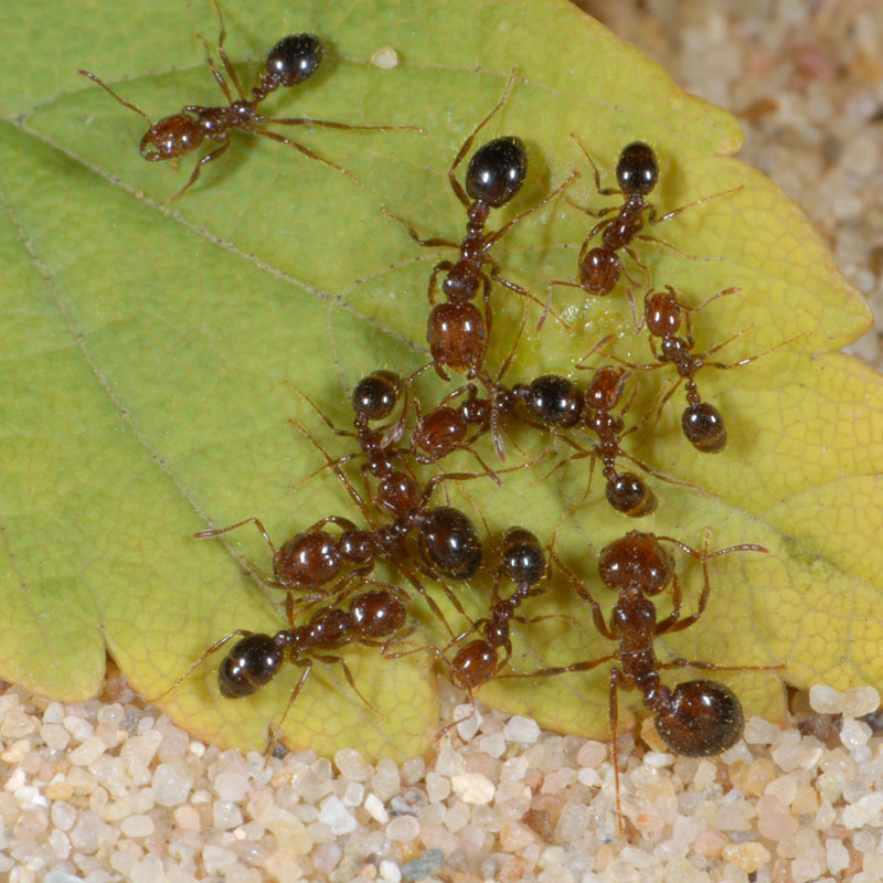 Ants - Solenopsis invicta - Pest Control - Envu