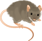 Husmus Mus Musculus ikon