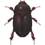 African Black Beetle