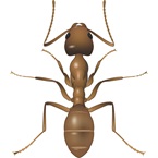 Argentine Ant