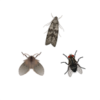 Flyvende insekter i Danmark