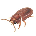 Illustration af tobaksbille