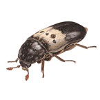 Illustration af flæskeklanner