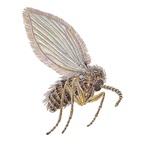 Illustration af en sommerfuglemyg