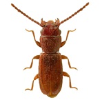 Billede af rustfarvet kornbille