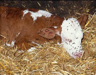 Ko med fluer på hoved og krop ligger i hø