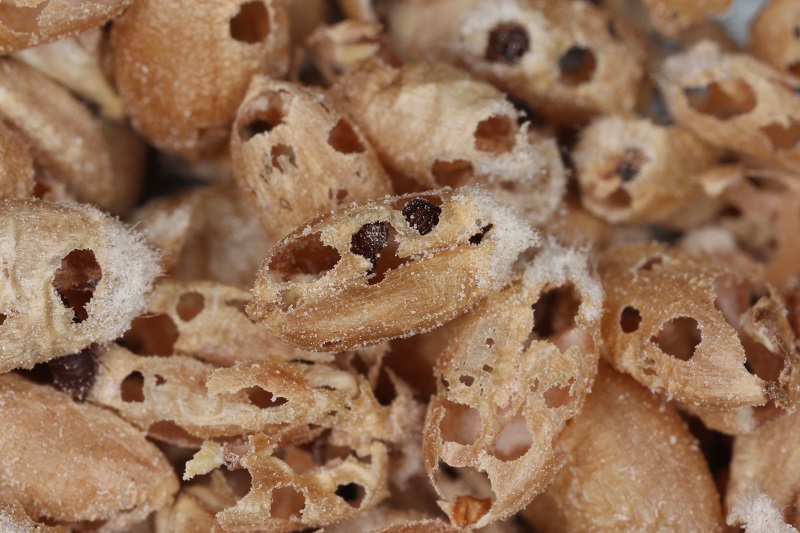 Kornsnudebiller i kornkerner