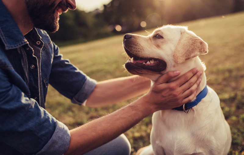 Hundeejer aer sin gule labrador