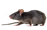 Sort rotte på hvid baggrund