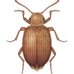 Australian Spider Beetle