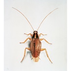 German Cockroach