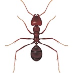 Meat Ant