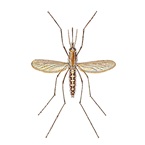 Mosquitoes - Aedes Caspius