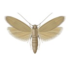 Rice Moth - Pest Control - Envu