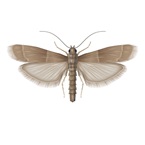 Tropical Warehouse Moth - Pest Control - Envu