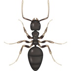 White Footed Ant