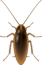 Blattella_germanica_print_4c