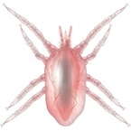Bird mite