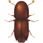Five Spined Bark Beetle