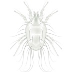 Grain Mite