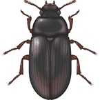 Lesser Mealworm (adult) - Pest Management Envu