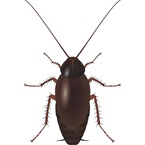Oriental Cockroach - Pest Control - Envu