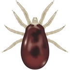 Poultry Mite