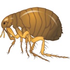 Flea - Bayer Pest Control