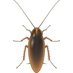 German Cockroach