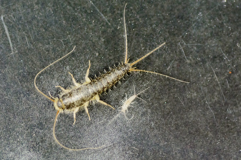 Nærbilde av skjeggkre