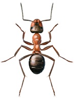 Rod skogsmaur - Pest control - Envu