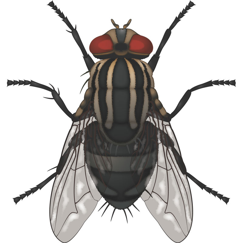 Housefly