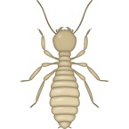 Termite Worker