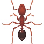 Fire Ant