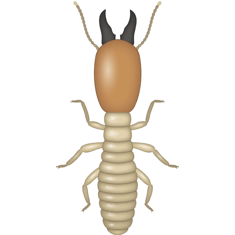Termite Soldier