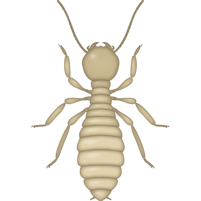 Termite Worker