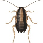 German Cockroach Nymph