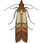 Indian Meal Moth