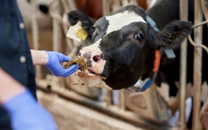 Farmer Feeding Cow