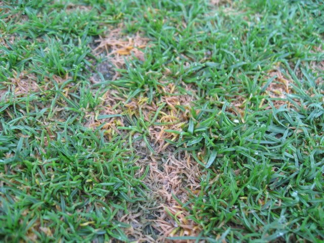 Anthracnose development on an annual bluegrass putting green