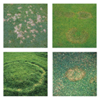 Turf diseases