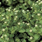 Common chickweed