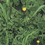 Creeping buttercup