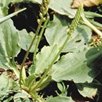 Greater plantain