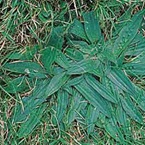 Ribwort plantain