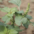 Common amaranth