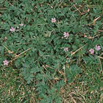 Common storksbill