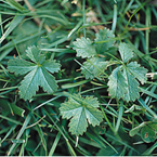 Creeping cinquefoil