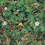 Doves foot cranesbill